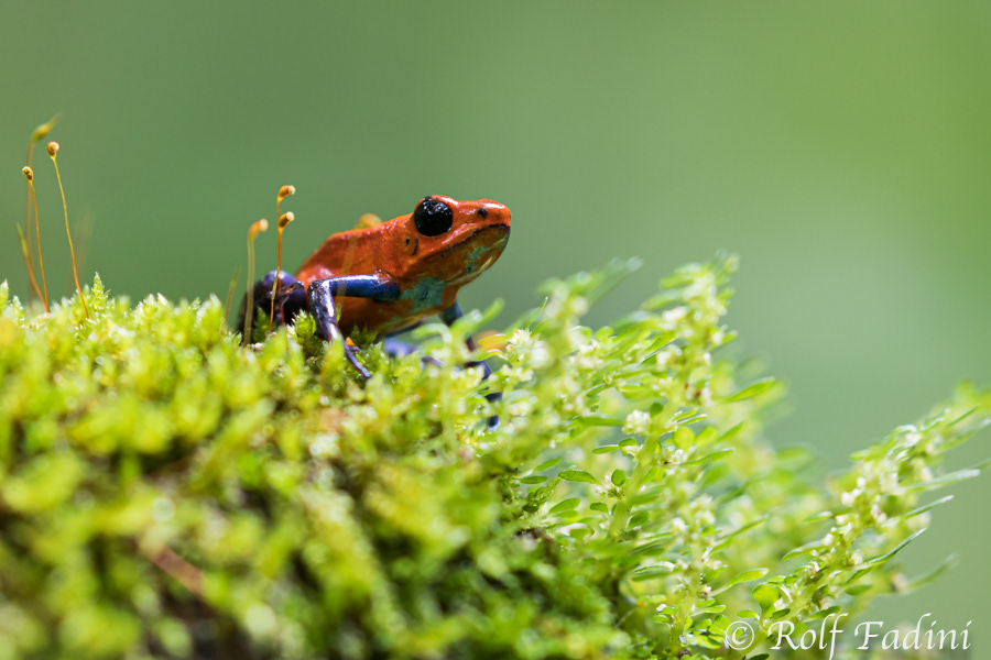 Erdbeerfröschchen (Oophaga pumilio) 01 - Blue Jeans Farbvariante (Costa Rica)