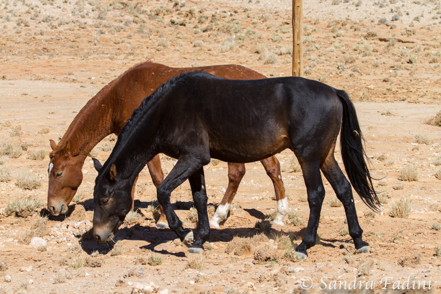 Namibische Wildpferde 02 - Namibia
