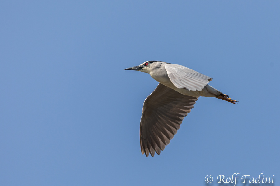 Nachtreiher (Nycticorax nycticorax) 01 - im Flug (Rumänien)