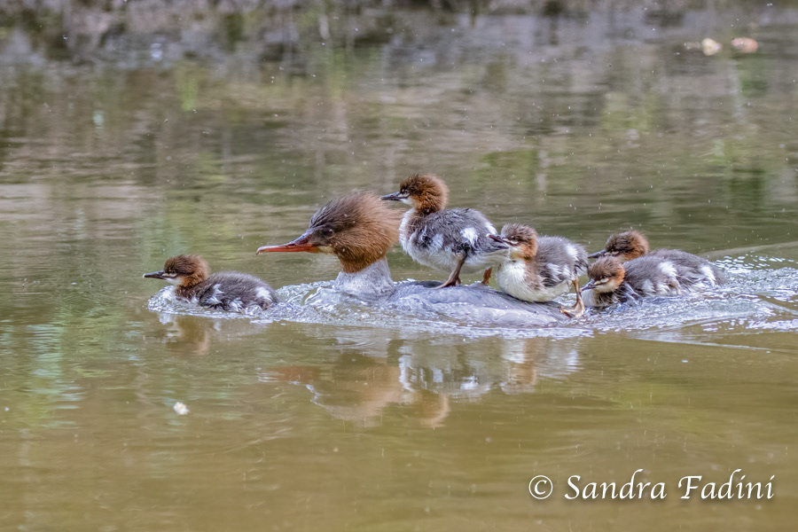 Gänsesäger (Mergus merganser) 05 - Weibchen mit Küken