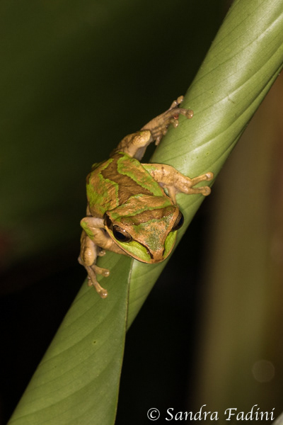 Costa-Rica-Laubfrosch (Smilisca phaeota) 01 - Costa Rica