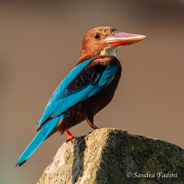 Braunliest (Halcyon smyrnensis) 03 - Sri Lanka
