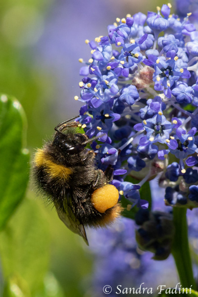 Dunkle Erdhummel (Bombus terrestris) 02