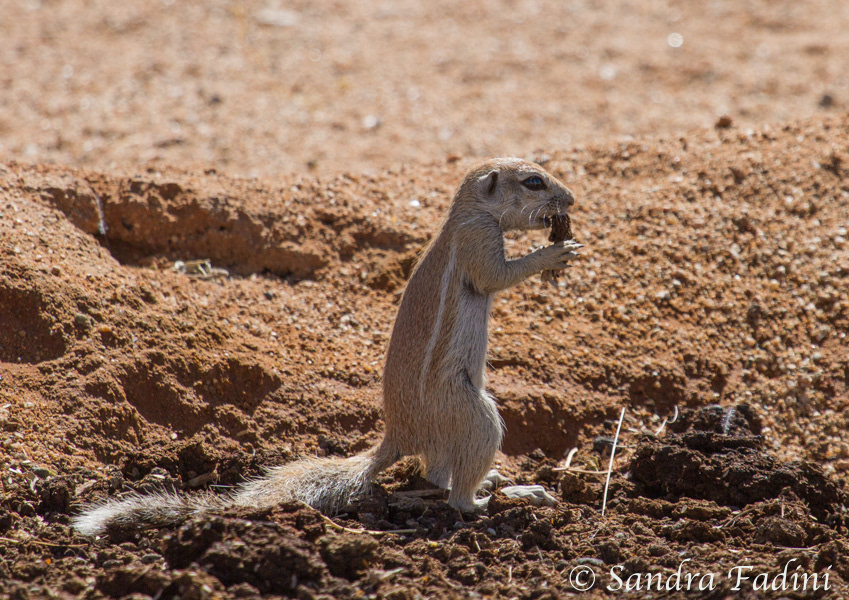 Kap-Borstenhörnchen (Xerus inauris) 08 - Namibia
