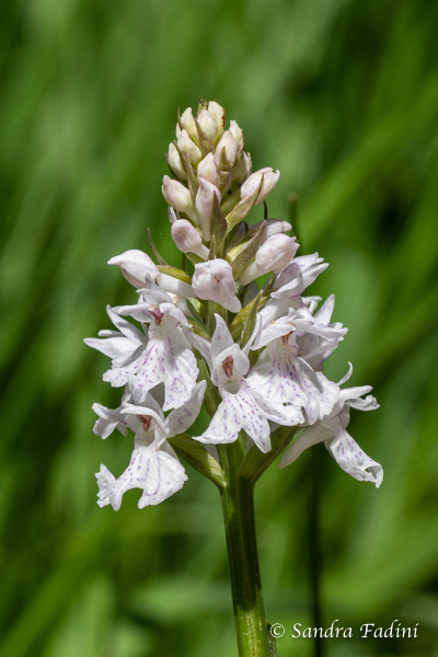 Geflecktes Knabenkraut (Dactylorhiza maculata) 04