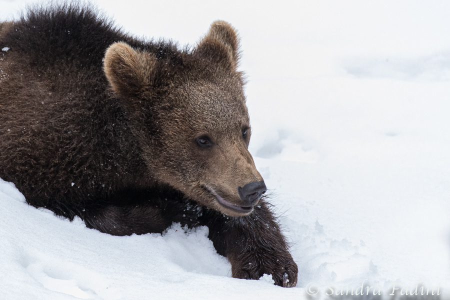 Braunbär (Ursus arctos) 07 - captive