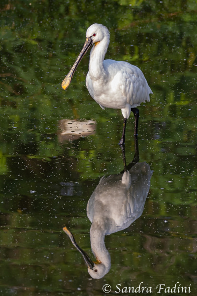 Löffler (Platalea leucorodia) 01 - Sri Lanka