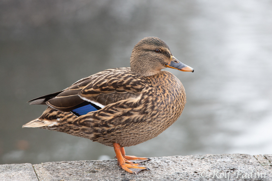 Stockente (Anas platyrhynchos) 04 - Weibchen