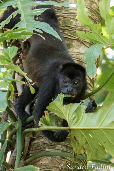 Mantelbrüllaffe (Alouatta palliata) 19 - Jungtier (Costa Rica)