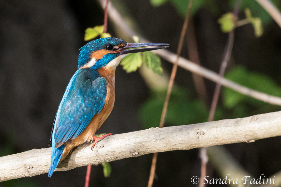 Eisvogel (Alcedo atthis) 06 - Rumänien