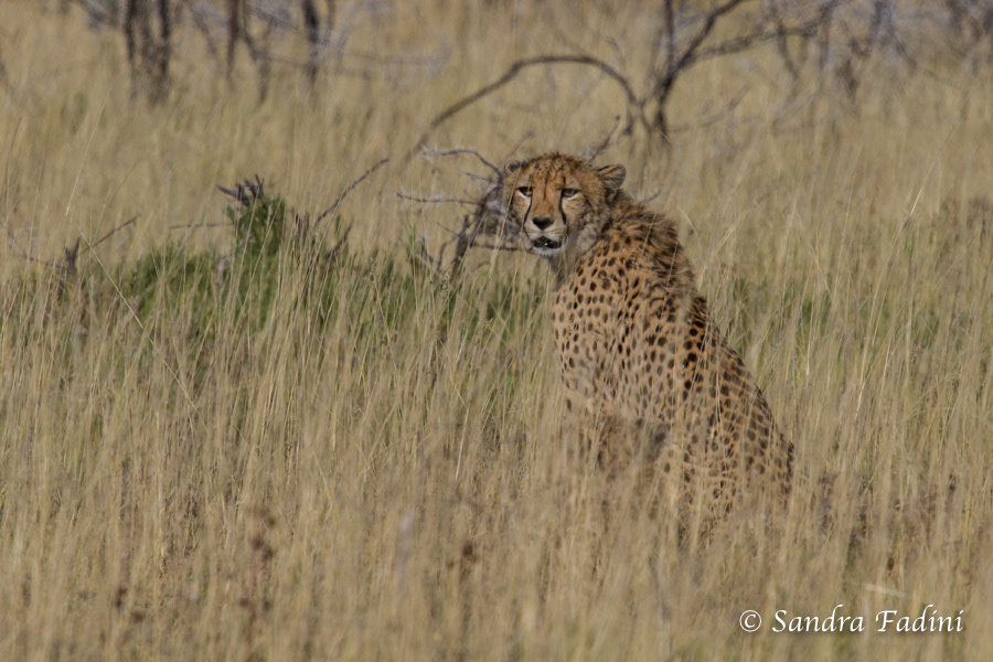 Gepard (Acinonyx jubatus) 06 - Namibia