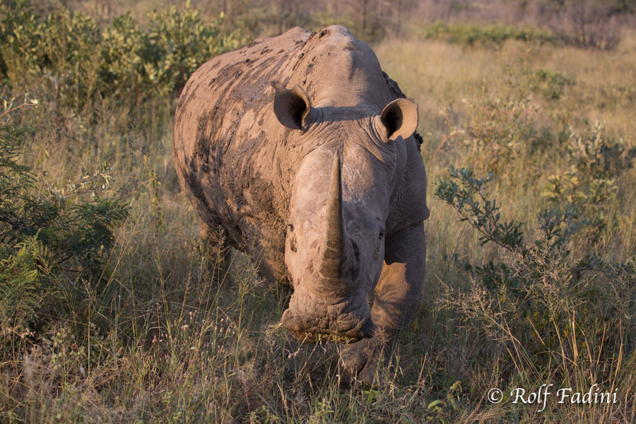 Breitmaulnashorn (Ceratotherium simum) 01 - Namibia