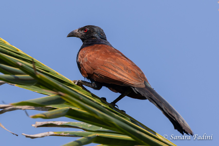 Heckenkuckuck (Centropus sinensis) 01 - Sri Lanka