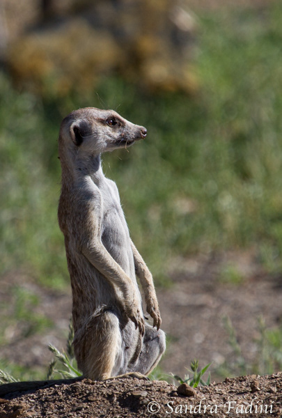 Erdmännchen (Suricata suricatta) 03 - Namibia