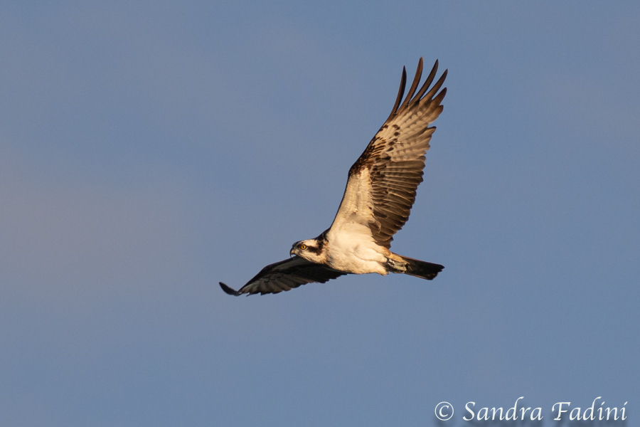 Fischadler (Pandion haliaetus) 01