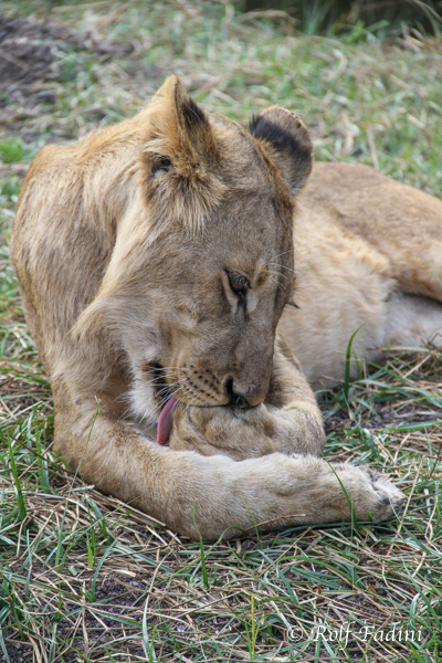 Löwe (Panthera leo) 28 - Captive - Junges Männchen (Zimbabwe)