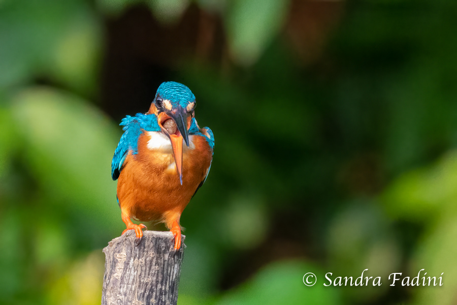 Eisvogel (Alcedo atthis) 09 - mit Speiballen (Sri Lanka)