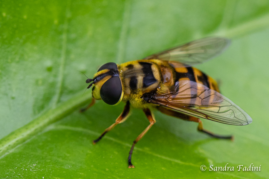 Hainschwebfliege (Episyrphus balteatus) 01