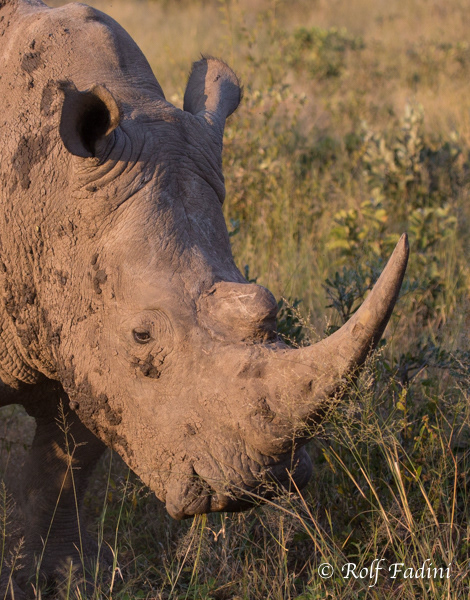 Breitmaulnashorn (Ceratotherium simum) 03 - Namibia