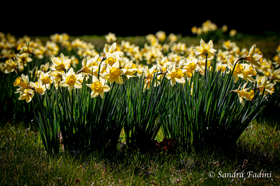 Wilde Narzisse (Narcissus pseudonarcissus) 02
