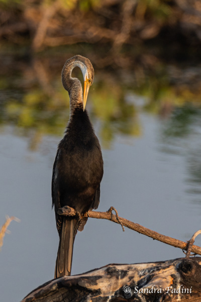 Indischer Schlangenhalsvogel (Anhinga melanogaster) 03 - Sri Lanka