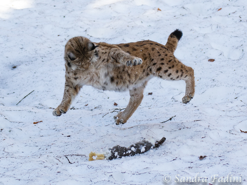 Eurasischer Luchs (Lynx lynx) 12 - captive