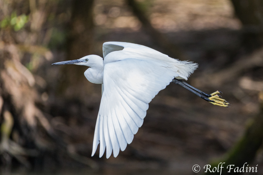 Seidenreiher (Egretta garzetta) 03 - im Flug (Rumänien)