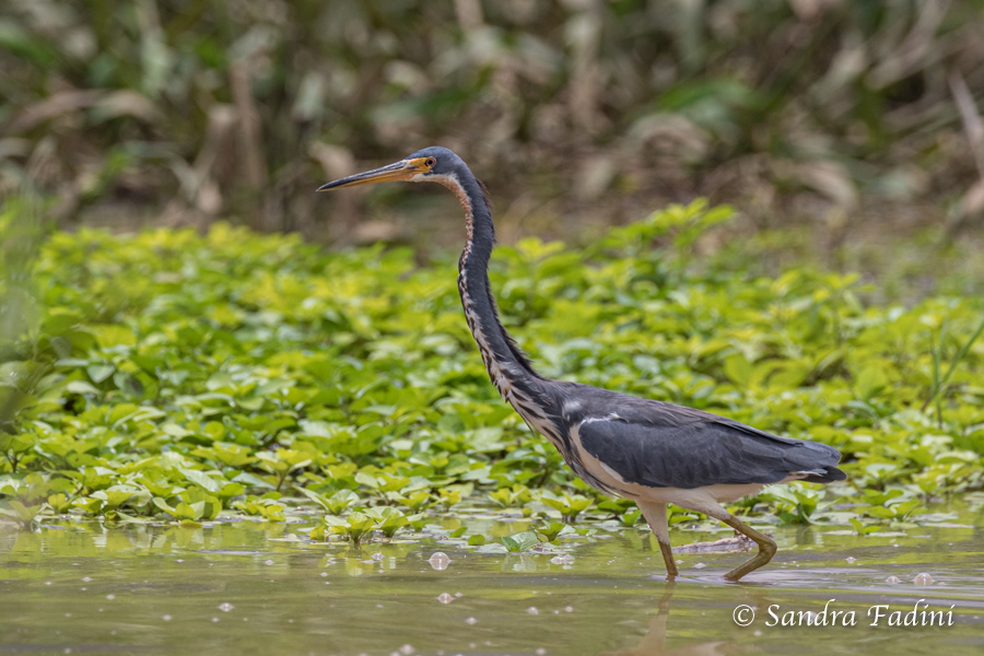Kanadareiher (Ardea herodias) 03 - Jungvogel (Costa Rica)