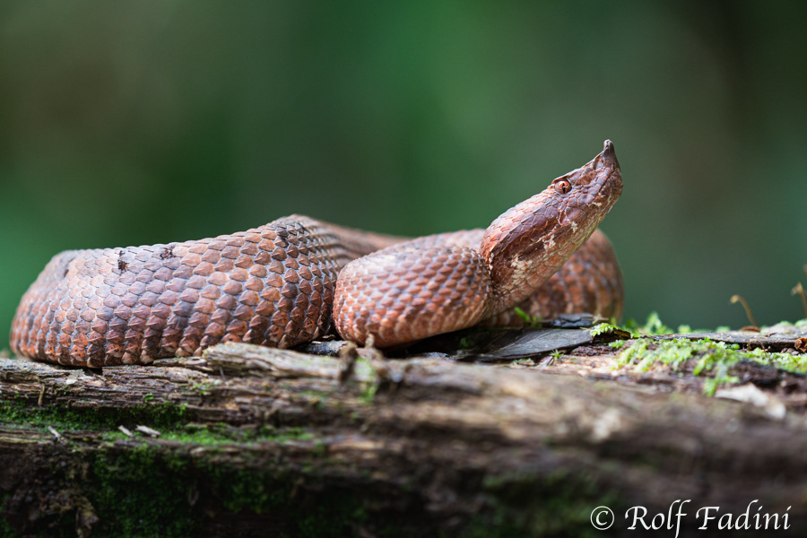 Stülpnasen-Lanzenotter (Porthidium nasutum) 02 - Costa Rica