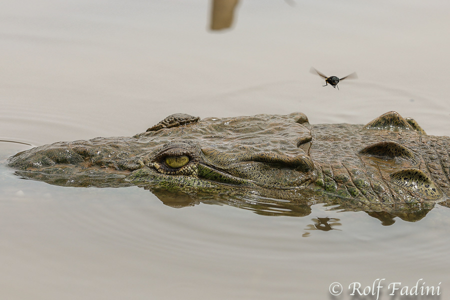 Spitzkrokodil (Crocodylus acutus) 01 - Costa Rica