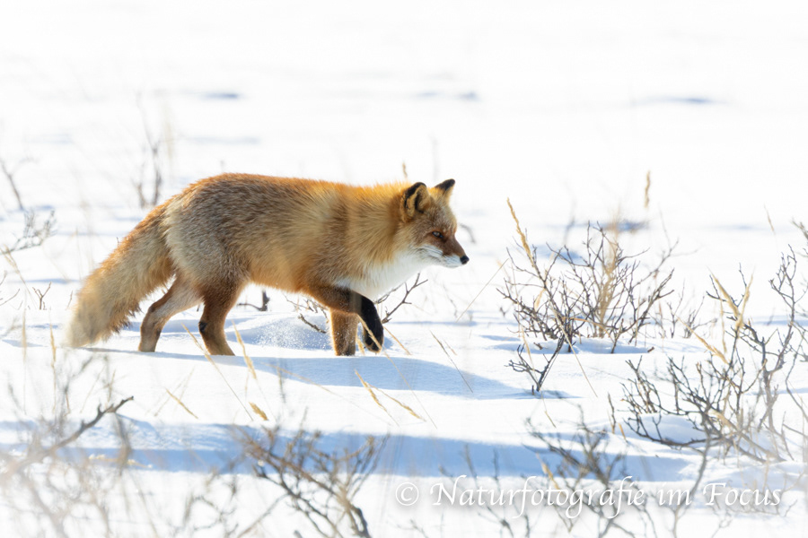 Ezo Rotfuchs (Vulpes vulpes schrenckii) 01- Japan