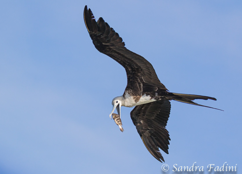 Prachtfregattvogel (Fregata magnificens) 02 - Costa Rica