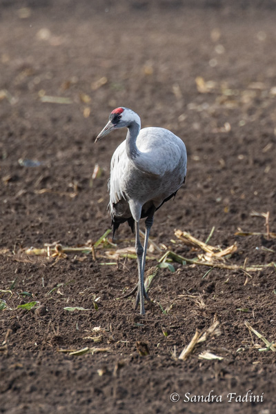 Kranich (Grus grus) 05