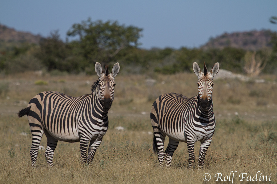 Hartmann-Bergzebra (Equus zebra hartmannae) 01 - Namibia