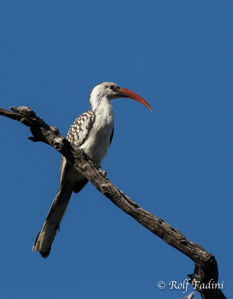 Damara Rotschnabeltoko (Tockus damarensis) 01 - Namibia