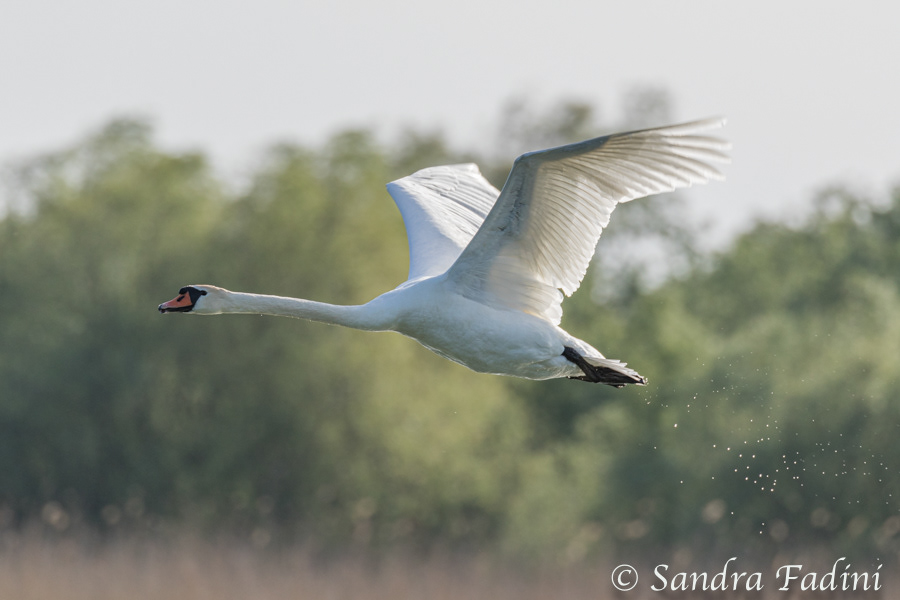 Höckerschwan (Cygnus olor) 11 - Rumänien