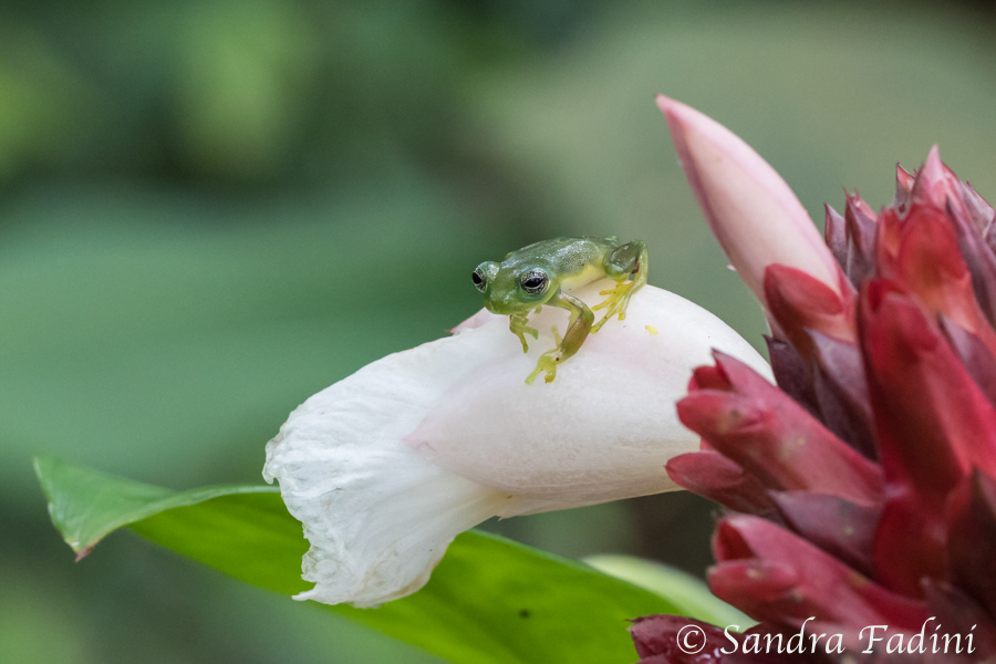 Glasfrosch (cochranella spinosa) 03 - Costa Rica