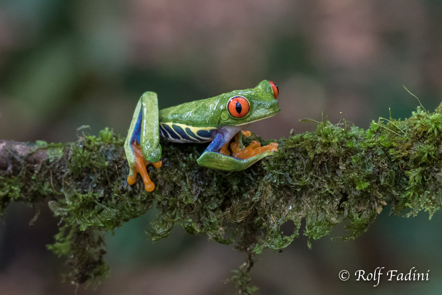 Rotaugenlaubfrosch (Agalychnis callidryas) 05 - Costa Rica