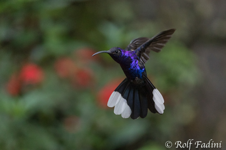 Violettdegenflügel (Campylopterus hemileucurus) 04 - Costa Rica