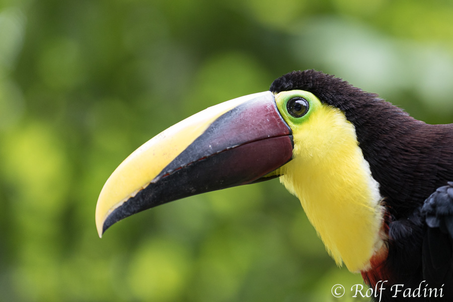 Goldkehltukan (Ramphastos ambiguus) 02 - Costa Rica