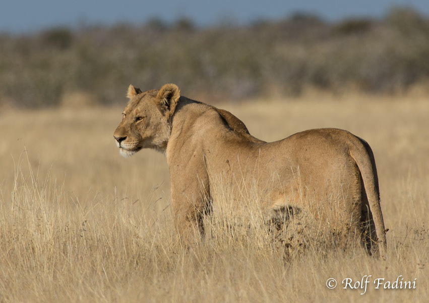 Löwe (Panthera leo) 09 - Namibia