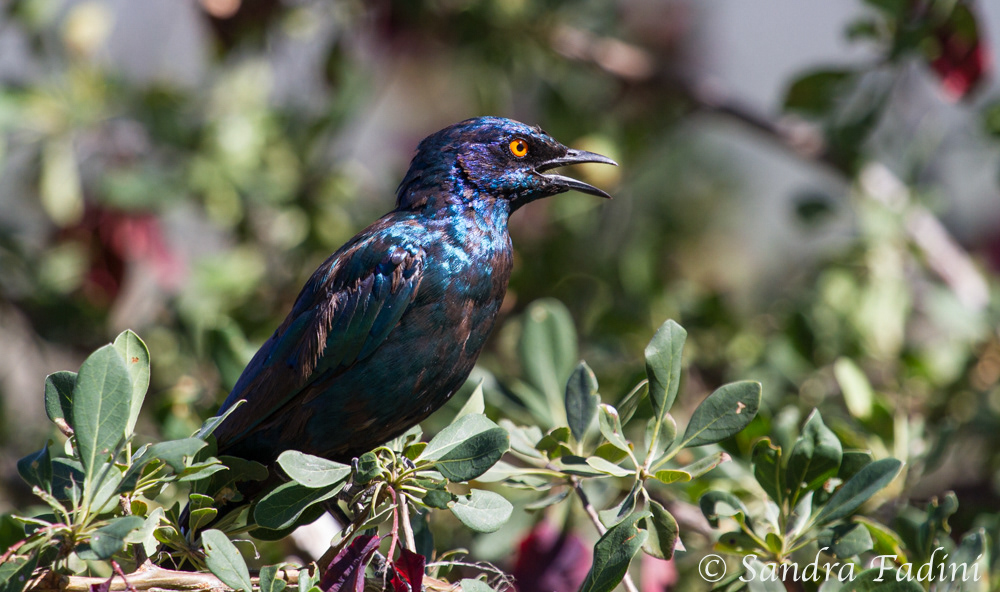 Rotschulter-Glanzstar (Lamprotornis nitens) 02 - Namibia