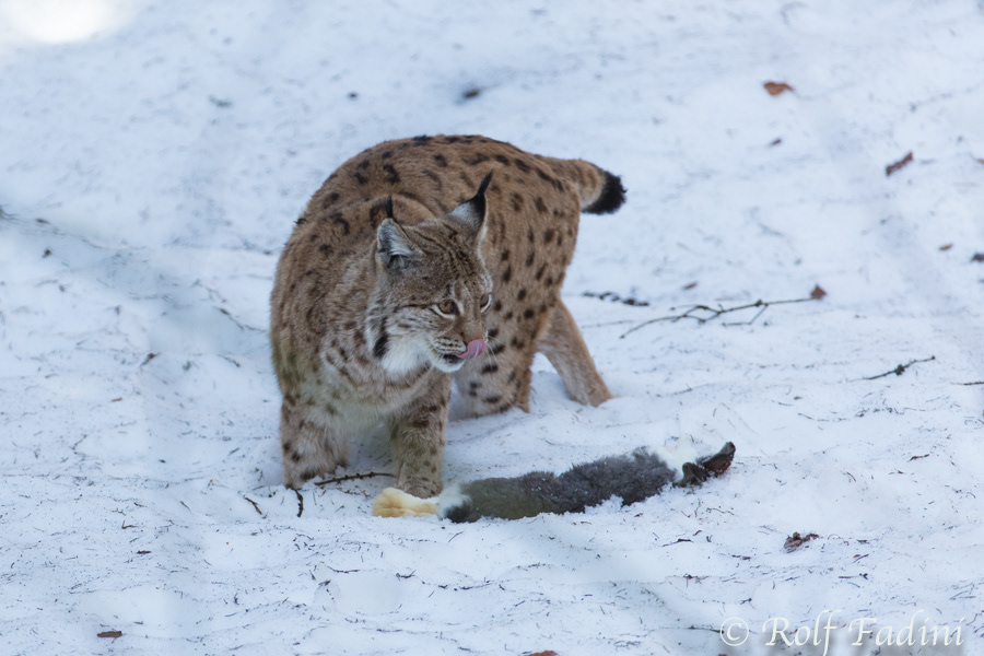 Eurasischer Luchs (Lynx lynx) 09 - captive