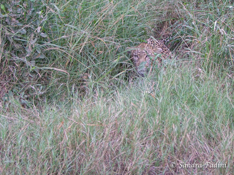Leopard (Panthera pardus) 07 - Südafrika