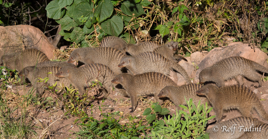 Zebramanguste (Mungos mungo) 02 - Namibia