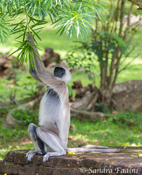 Hanuman-Langur (Semnopithecus) 04 - Sri Lanka