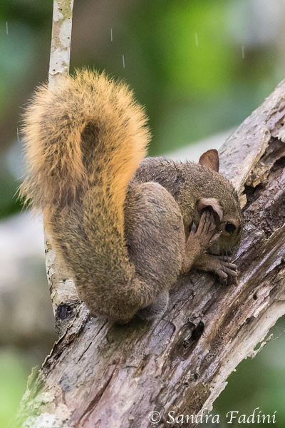 Rotschwanzhörnchen (Sciurus granatensis) 02 - Costa Rica