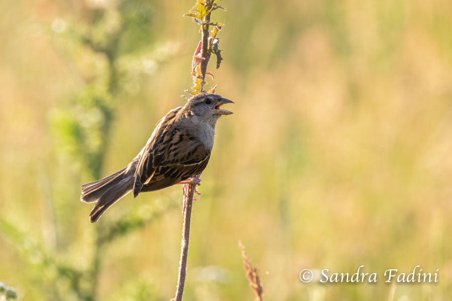 Grauammer (Emberiza calandra) 01 - Österreich