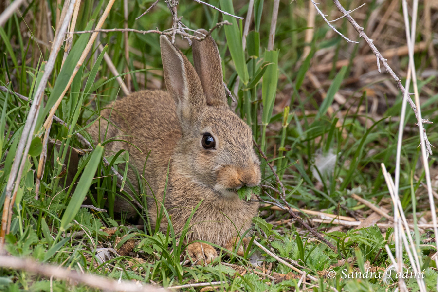 Wildkaninchen (Oryctolagus cuniculus) 01