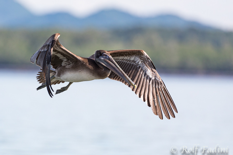 Braunpelikan (Pelecanus occidentalis) 05 - Costa Rica